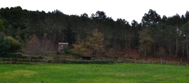 Campo