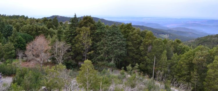 Floresta