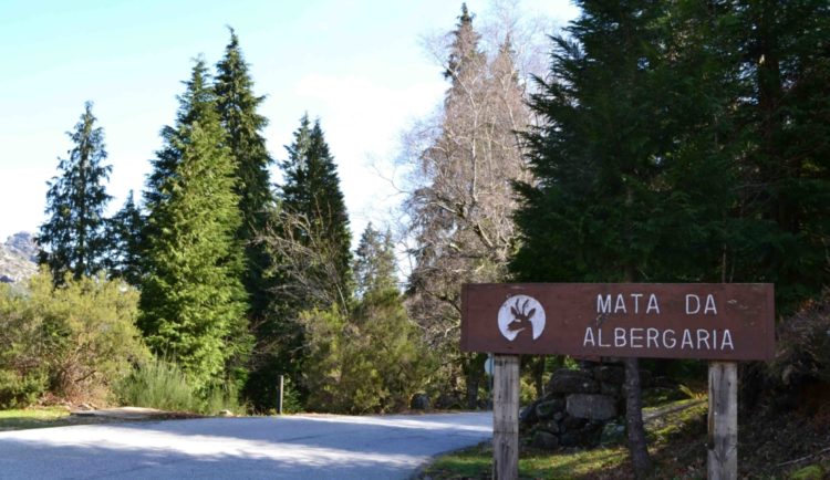 Mata da Albergaria